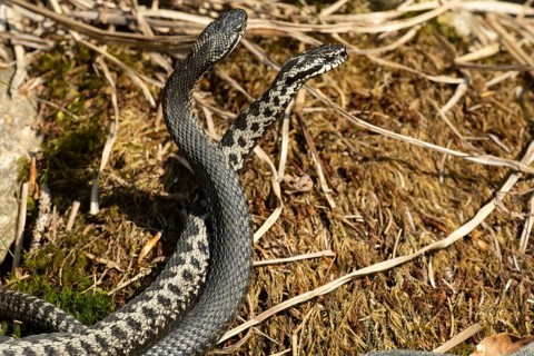 Adder two snakes in commentary fight on moss entwined standing tall seen right