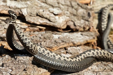 Adder two snakes in a commentary fight in front of a tree trunk lying entwined next to each other