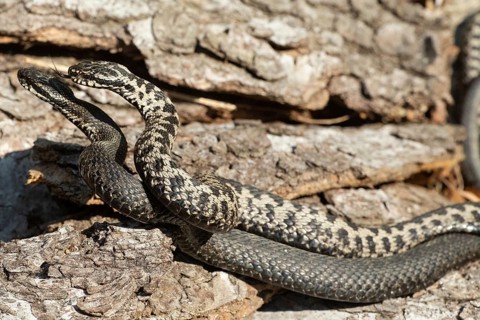 Adder two snakes with outstretched tongues in a commensal fight