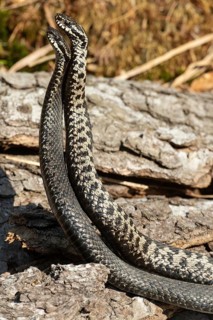 Adder seeing two snakes in a commentary fight in front of a tree trunk standing up next to each other on the left side