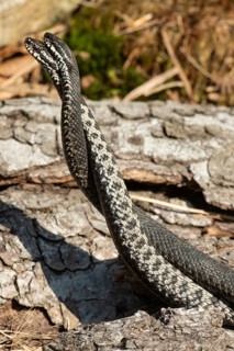 Adder two snakes in a commentary fight in front of a tree trunk entwined next to each other standing up on the left side looking at each other