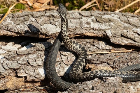 Adder seeing two snakes in a commentary fight in front of a tree trunk standing up next to each other on the left side