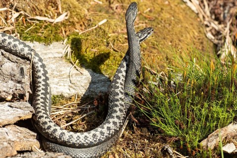 Adder two snakes in commentary fight in front of green moss standing tall seen on right side