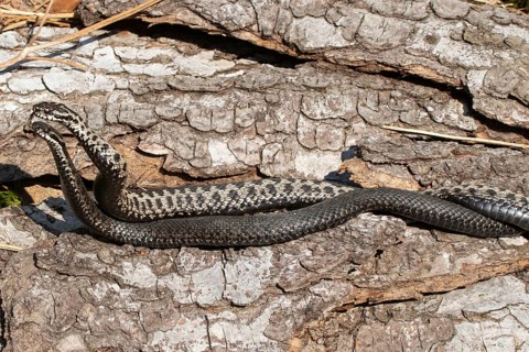 Adder seeing two snakes in a comment fight in front of a tree trunk lying next to each other on the left side