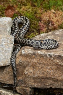 Adder lying on rock looking left