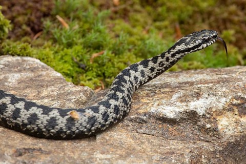 Adder with tongue out licking lying on rock looking right