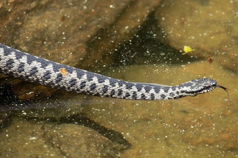 Adder with tongue sticking out licking on water looking right