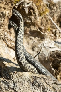 Adder two snakes in a commentary fight in front of a tree trunk entwined next to each other standing up on the left side looking at each other
