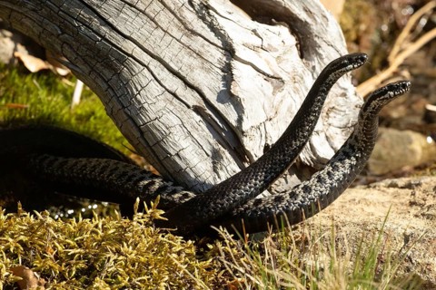Adder two snakes with outstretched tongues in a commentary fight engulfed on stones standing upright right view