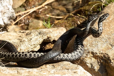 Adder two snakes with outstretched tongues in a commentary fight