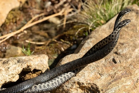 Adder two snakes in commentary fight lying entangled on stones seen on the right