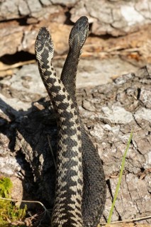 Adder two snakes in a commentary fight on a tree trunk standing high