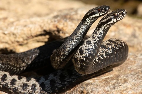 Adder two snakes in commentary fight on stone entwined standing tall seen from front right