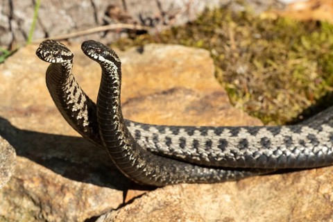 Adder two snakes in commentary fight lying entangled on stones seen from front left