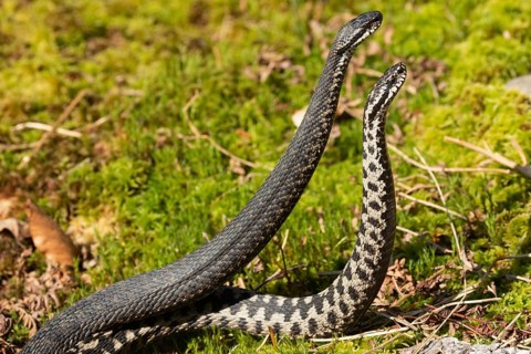 Adder two snakes in commentary fight in moss standing upright seen on the right