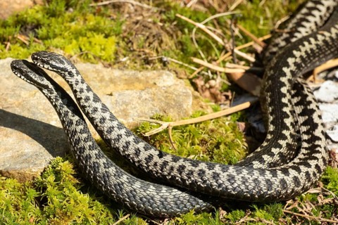 Adder two snakes in moss entangled in a comment fight lying on the left looking