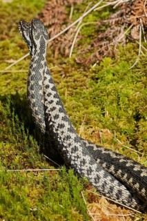 Adder two snakes entangled in moss during a comment fight standing up from behind