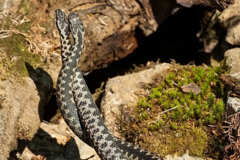 Adder two snakes in a comment fight in front of stones entwined standing up from behind