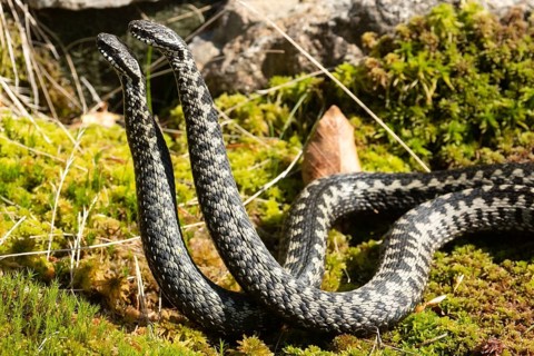 Adder two snakes in moss in commentary fight lying next to each other seen on the left