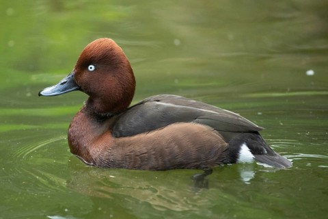 Ferruginous Duck swimming in water seen on the left