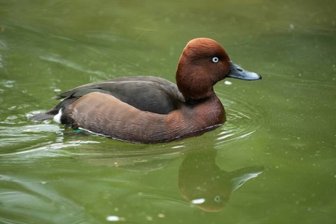 Ferruginous Duck Swimming in Water with Mirror Image Seen Right