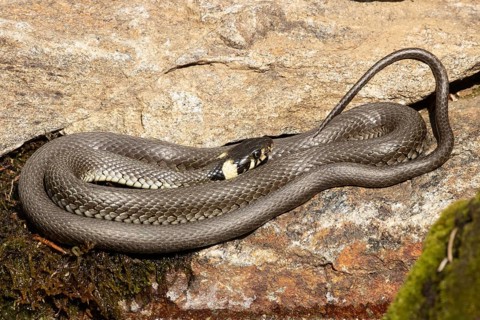 Grass snake on stone curled lying seeing right
