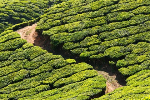 Tea plantations. Munnar