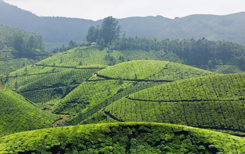 Tea plantations. Munnar
