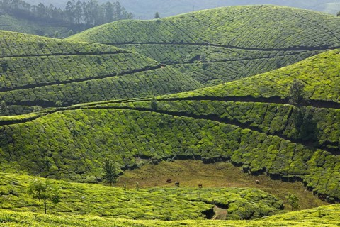 Tea plantations. Munnar