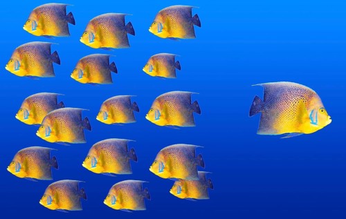 Goind different way concept with angelfish