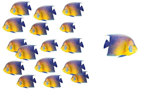 Going different way and standing out of crowd concept with angelfish