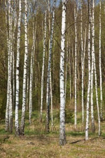 Birch grove in spring