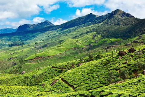 Tea plantations. Munnar