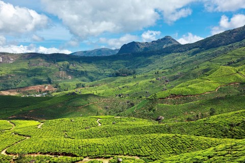 Tea plantations. Munnar