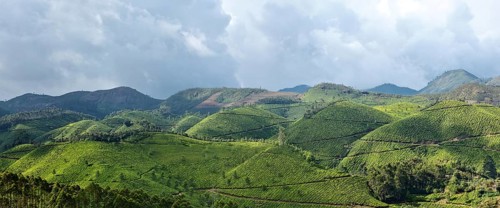 Panorama of tea plantations. Munnar
