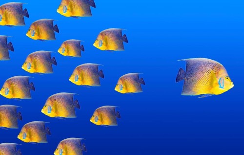 Goind different way concept with angelfish