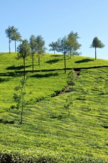 Tea plantations. Munnar