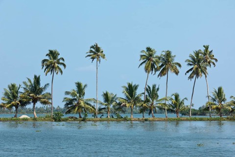 Palms at Kerala backwaters. Kerala
