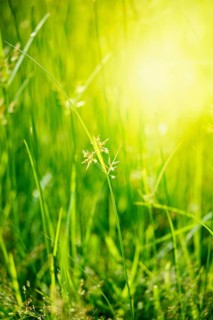 Green grass