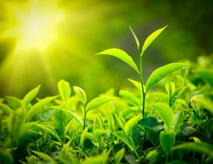 Tea bud and leaves. Tea plantations