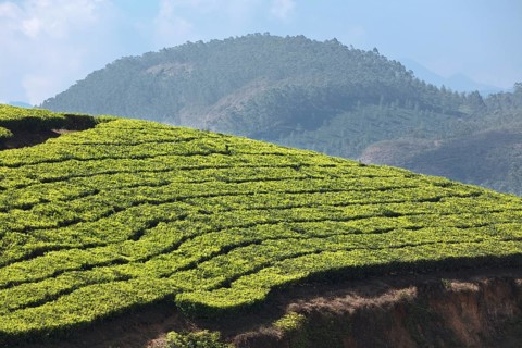 Tea plantations. Munnar