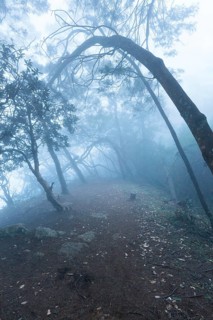 Misty scary forest in thick fog
