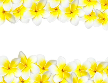 Frangipani background with copyspace