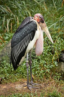 Marabou Stork