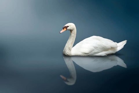 Mute Swan