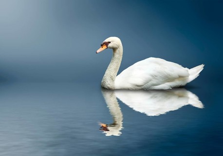 Mute Swan