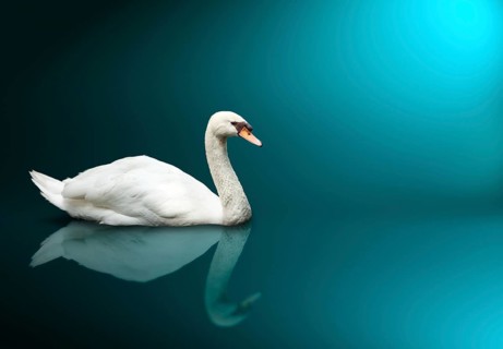 Mute Swan