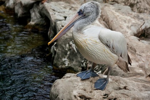 Spot-billed Pelican