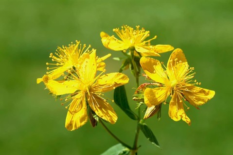 St. John's wort
