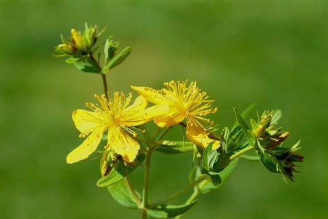 St. John's wort
